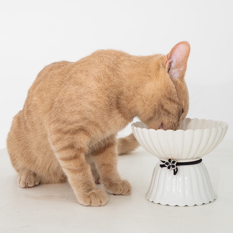 Dexypaws: Elevated Ceramic Bowl For Cats - White & Black Flower 8.45oz Capacity - White/Black