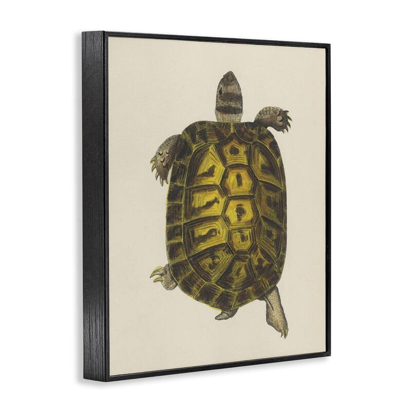 Stupell Vintage Maritime Tortoise Framed Giclee Art Design By Phillipa Katz