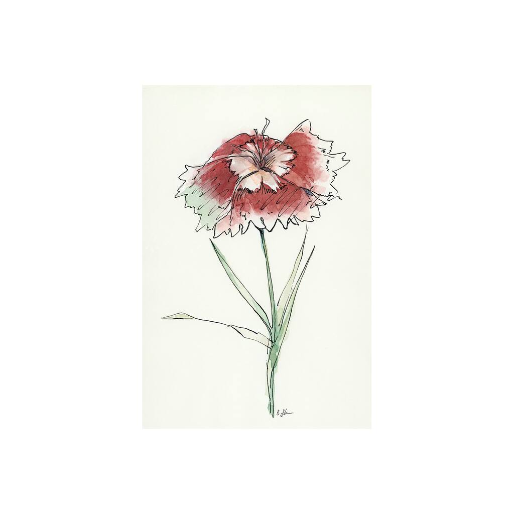 Dianthus I (20 x 30) Canvas Art Print