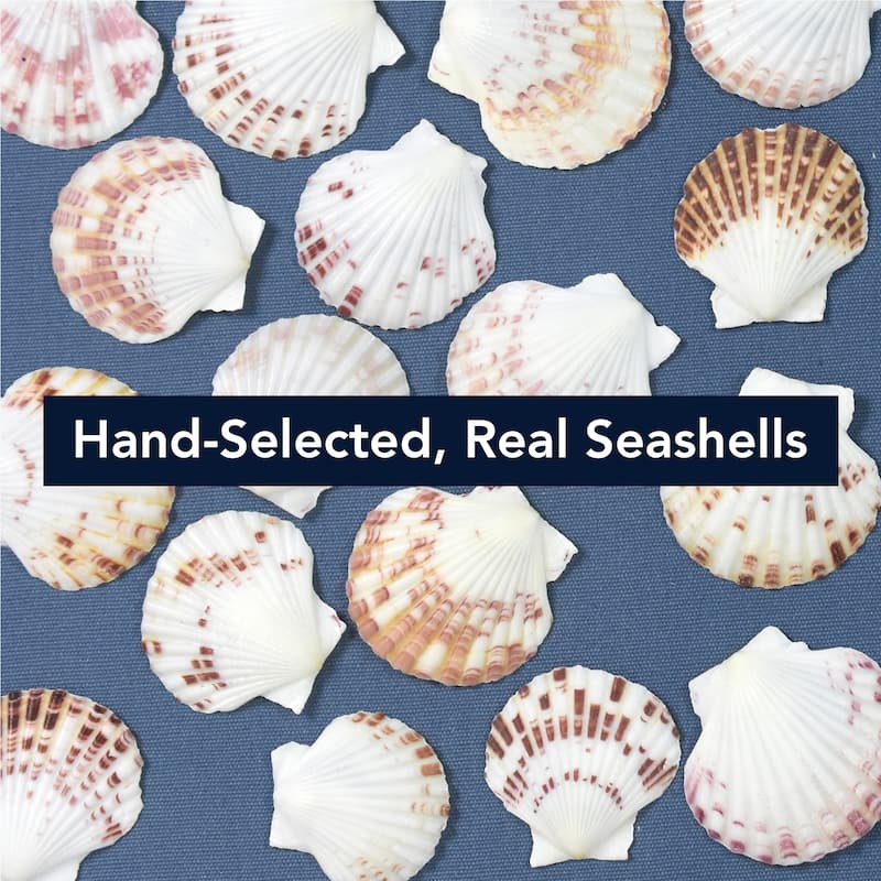 American Art Decor 2-Piece Coastal Seashell & Sea Glass Shadowbox Framed Wall Art Set