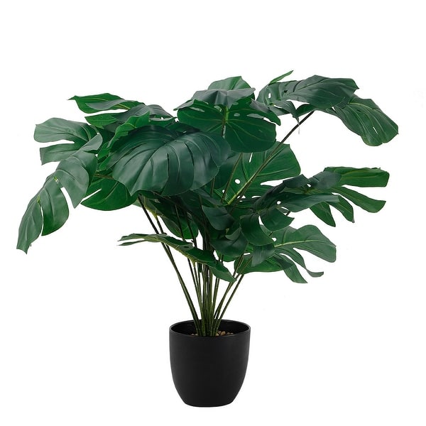 indoor bonsai trees for sale Ginkgo Bonsai Tree