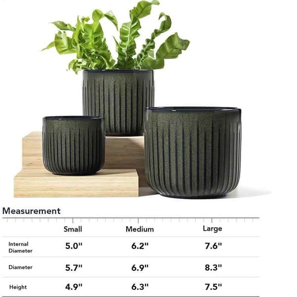 where to buy hanging plants Peperomia Hope 'Peperomia tetraphylla' 4" Pot / Black / With Pot
