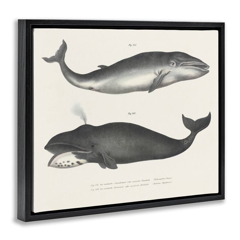 Stupell Vintage Whale Study Diagrams Framed Floater Canvas Wall Art Design By Phillipa Katz