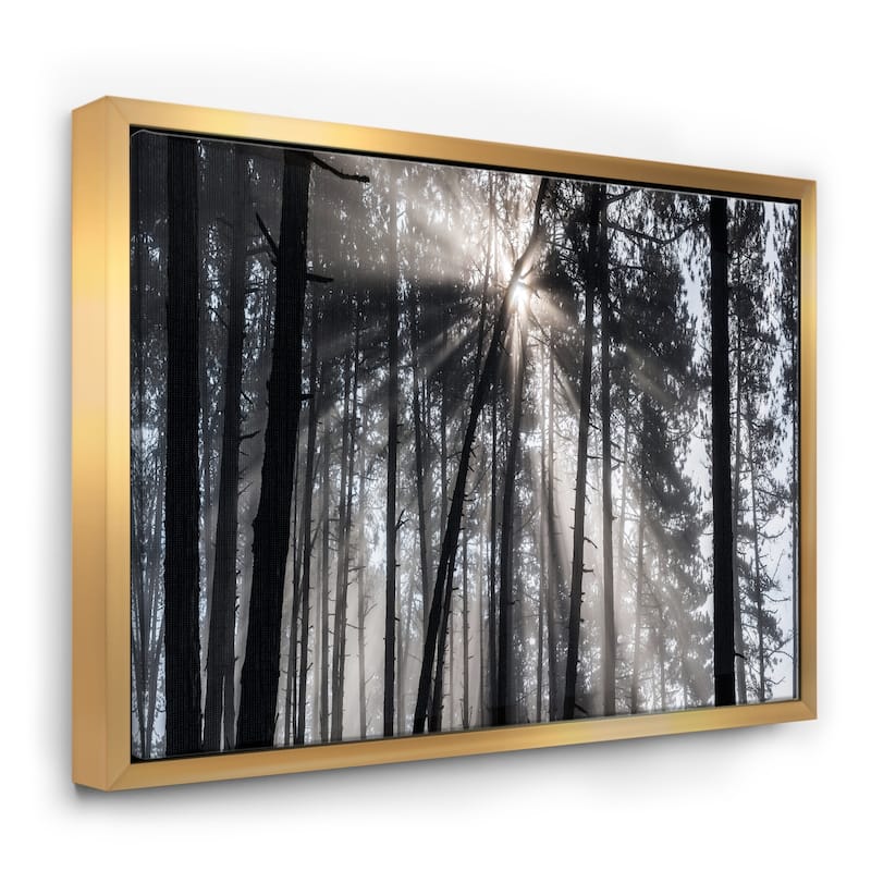 Designart "Sunbeams through Black White Forest" Forest Framed Canvas Wall Art Print