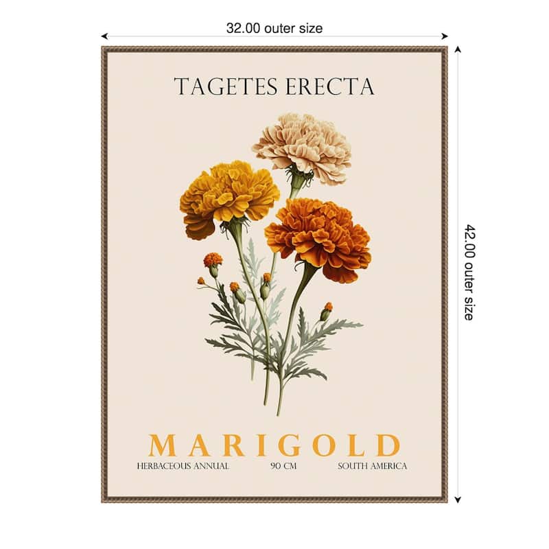 Vintage Botanical Marigold Illustration by Christopher Giampietro Framed Canvas Wall Art Print - Gold - 32 x 42 in