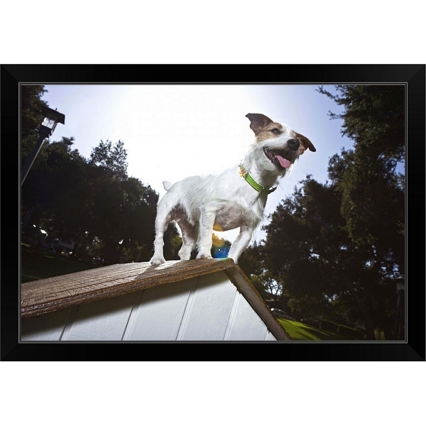 "Jack Russell Terrier on top of doghouse" Black Framed Print