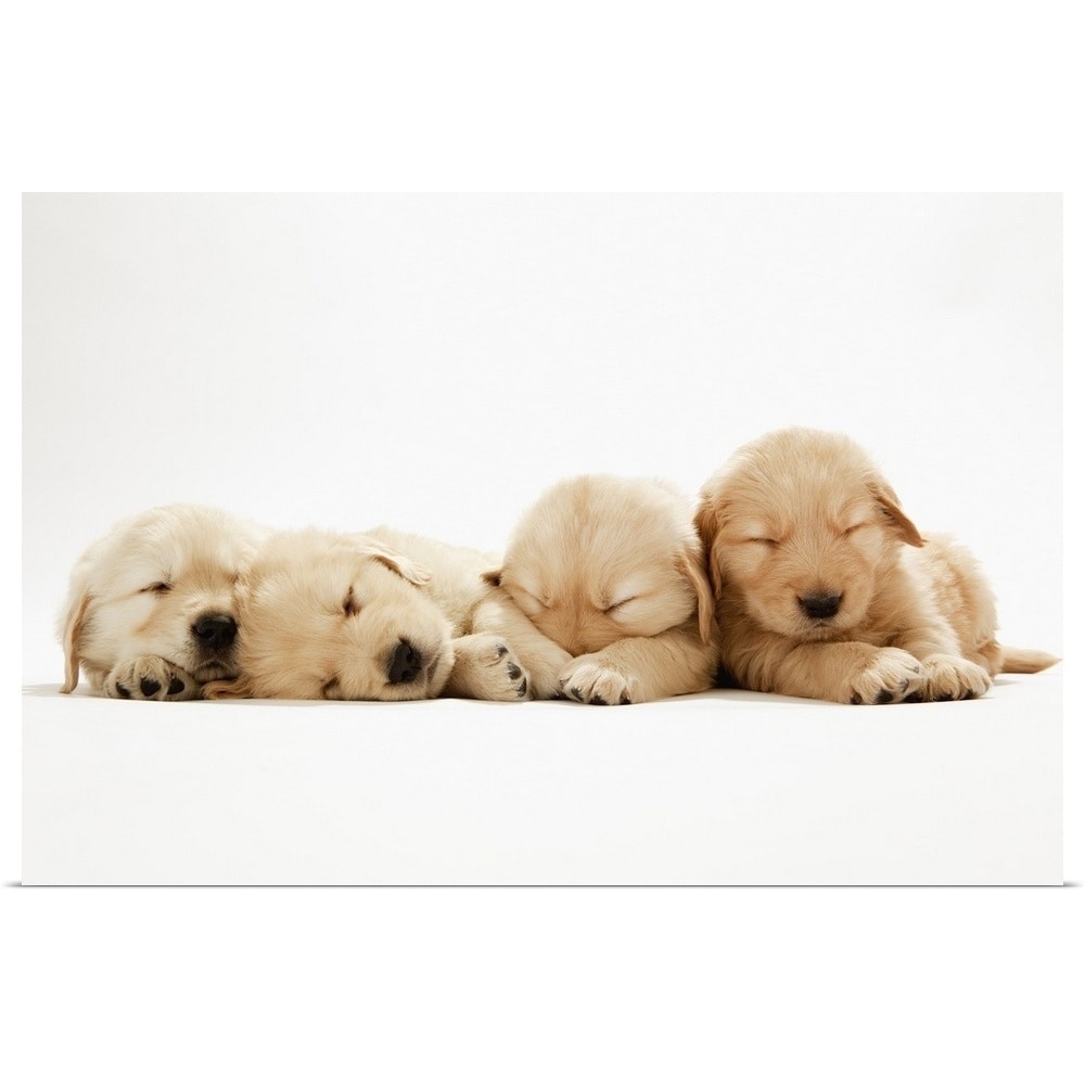 Shop Golden Retriever Puppies Sleeping Peacefully Poster Print