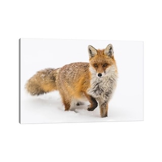 iCanvas quot Red Fox Snow quot by Martin Steenhaut Canvas Print Bed Bath