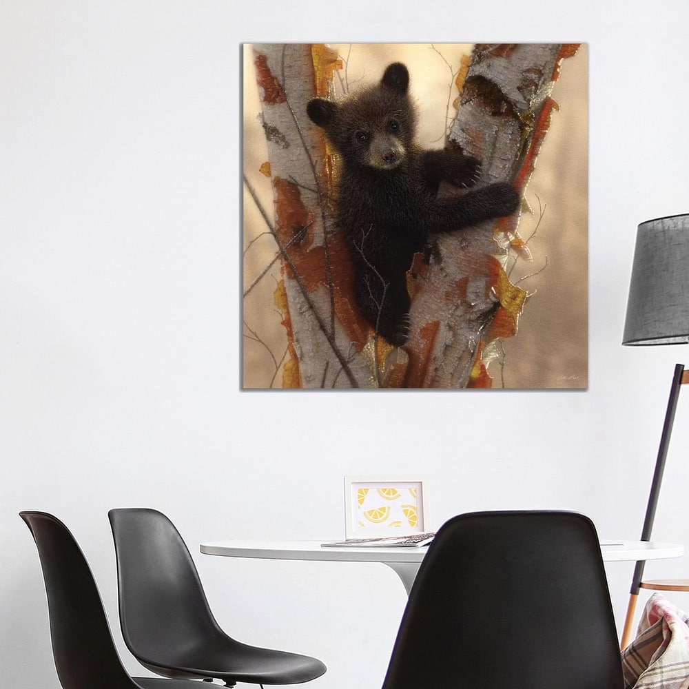 iCanvas "Curious Black Bear Cub I, Square" by Collin Bogle Canvas Print