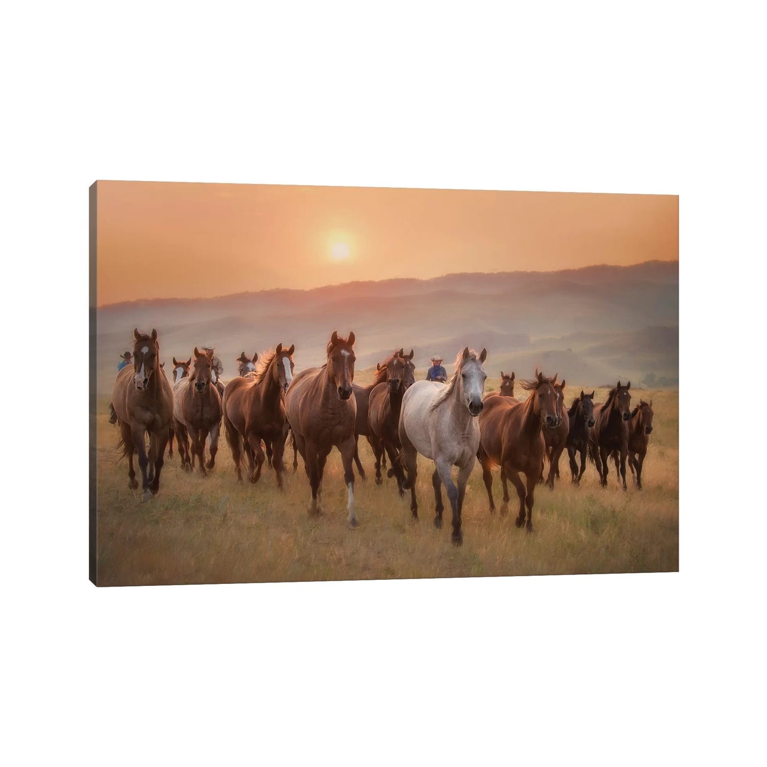 iCanvas "Sunkissed Horses II" by PHBurchett Canvas Print
