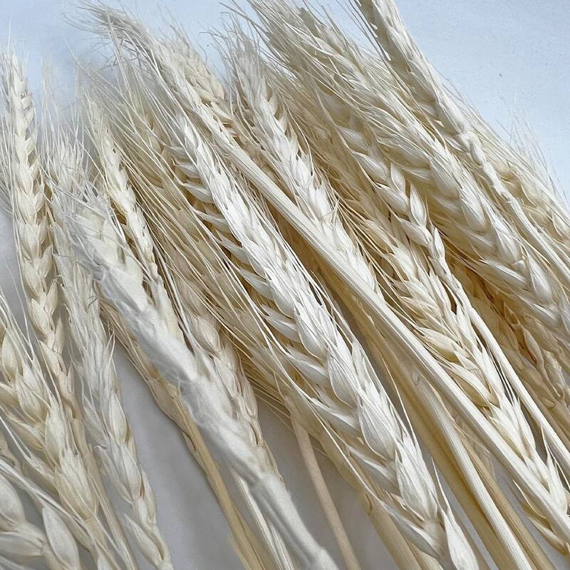 Bundle of 4 Dried wheat, 50 pcs,24" long - 24 inches