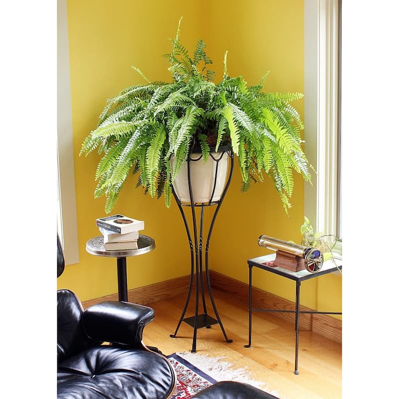 Achla Designs Indoor Outdoor Elegant Verandah Plant Stand, 40.5 Inch Tall, Graphite Powder Coat Finish