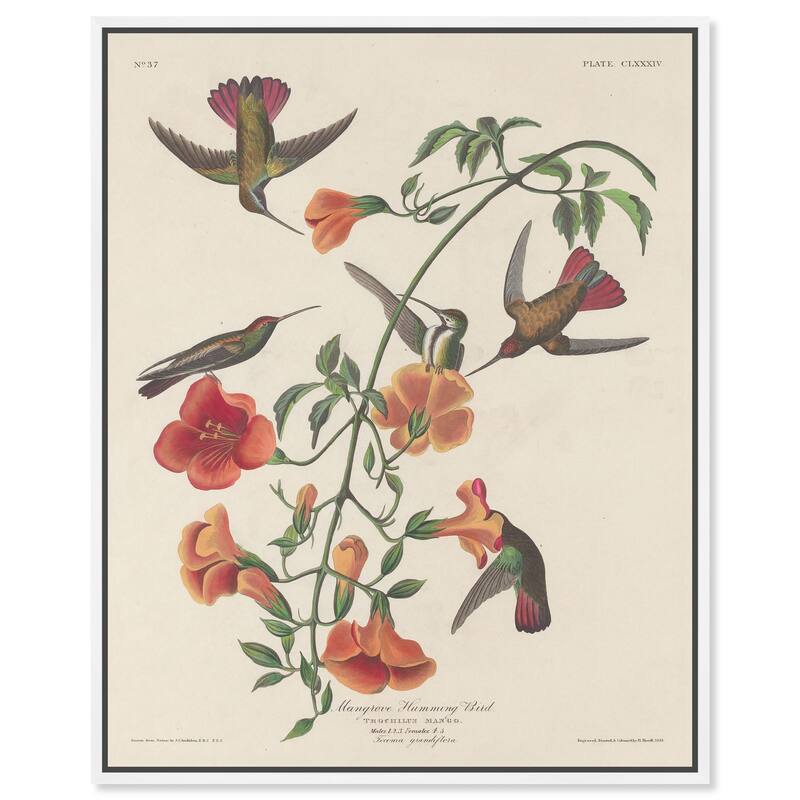 Humming Bird 1834 Canvas by Art Remedy - 36" x 45" - White