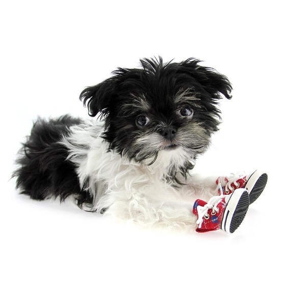 converse for dogs