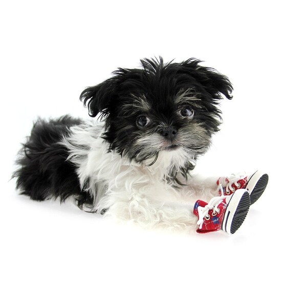 converse shoes for dogs