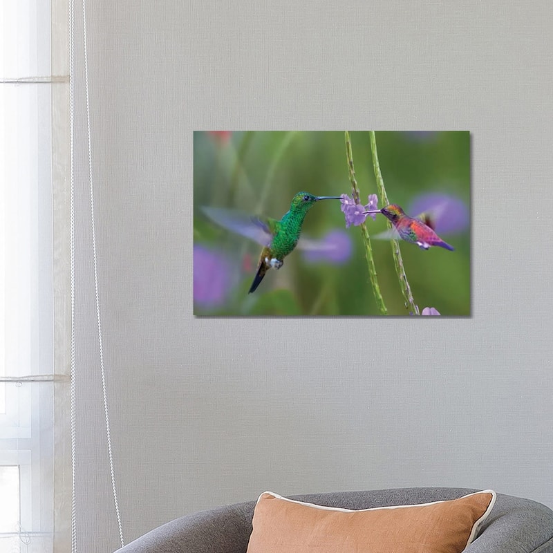 iCanvas "Copper-Rumped Hummingbird And Green-Throated Mango Feeding, Trinidad" by Tim Fitzharris Canvas Print - 18x26x1.5