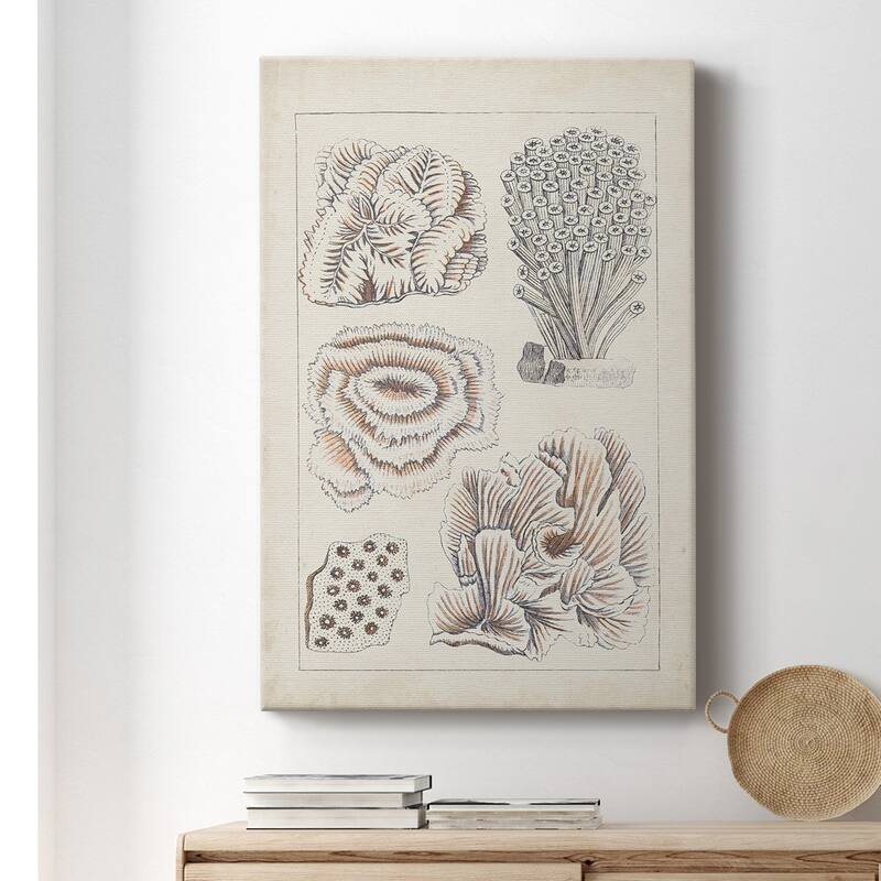 Antique White Coral I Premium Gallery Wrapped Canvas - Ready to Hang