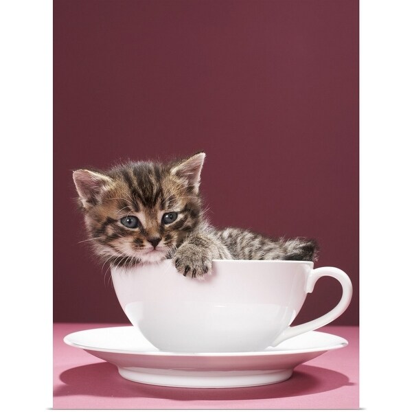 "Kitten in cup and saucer" Poster Print