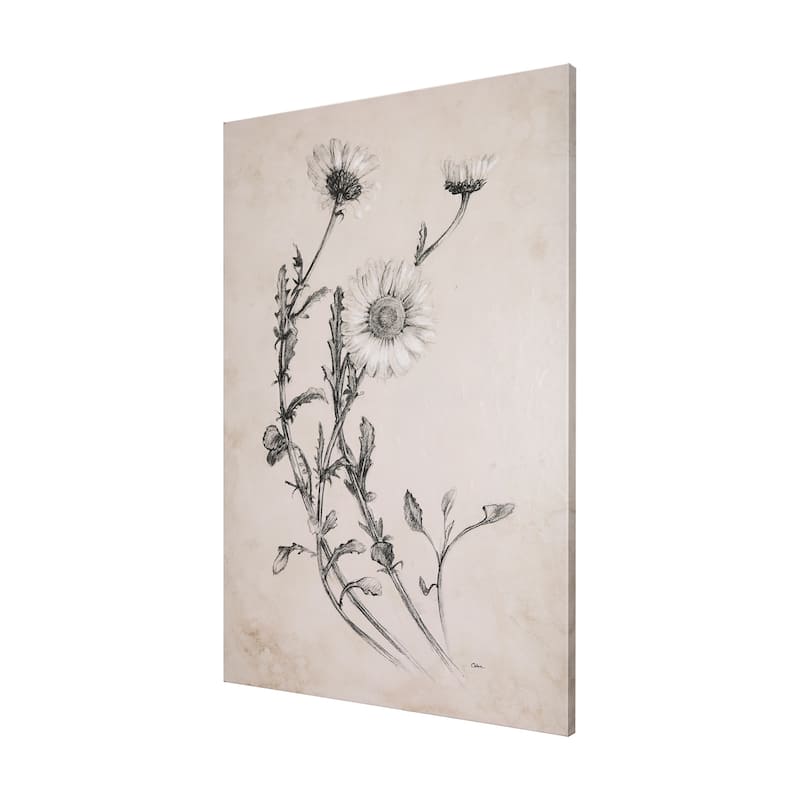 Chamomile Drawing I (30 x 45) Canvas Art Print