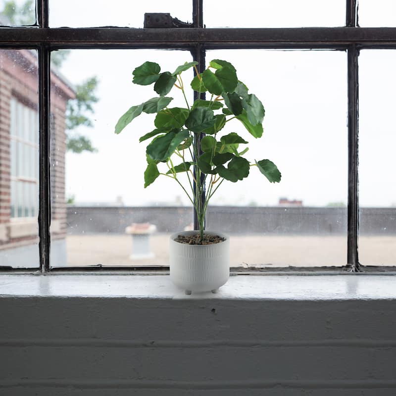 17.5""H Pilea In 4.75" Ceramic Footed