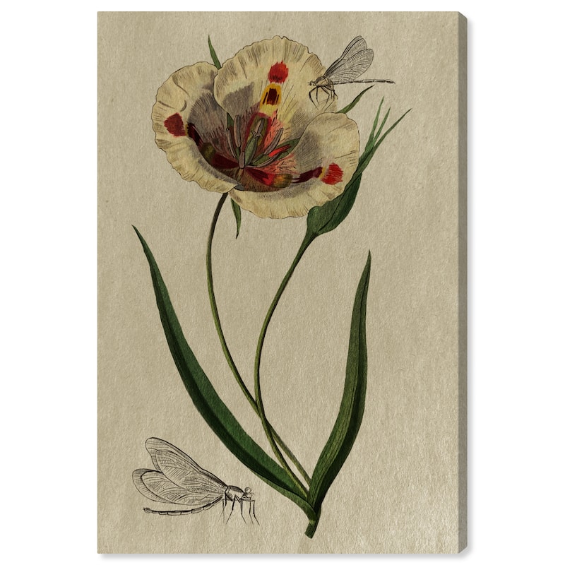 Wynwood Studio Canvas Floral and Botanical Floral Illustration Gray and Light Gray Farmhouse Wall Art Canvas Print