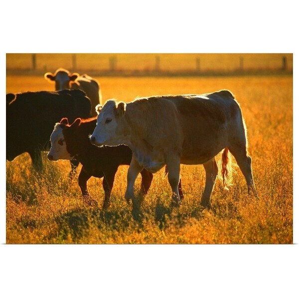 "Cows at pasture" Poster Print