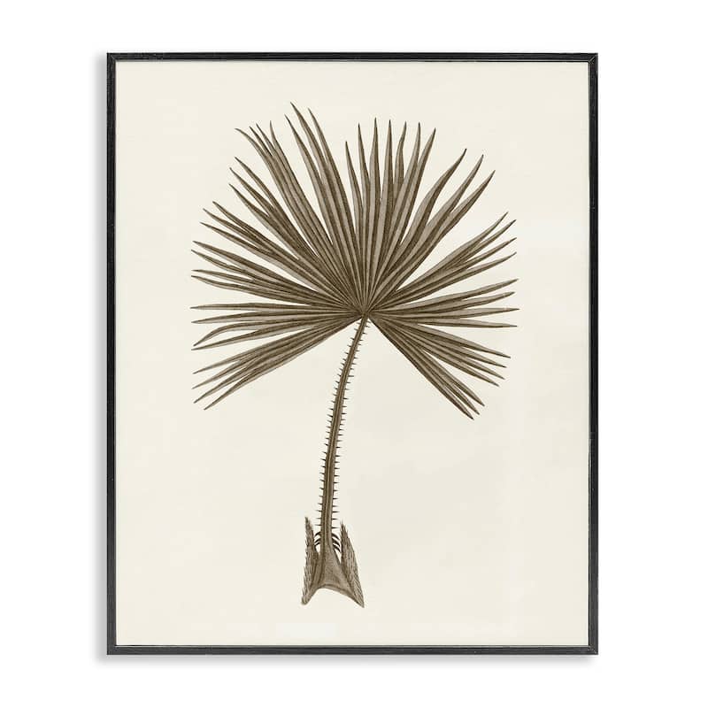 Stupell Vintage Study of Palm Leaf Framed Giclee Art Design By Phillipa Katz - 11 x 14 - Black