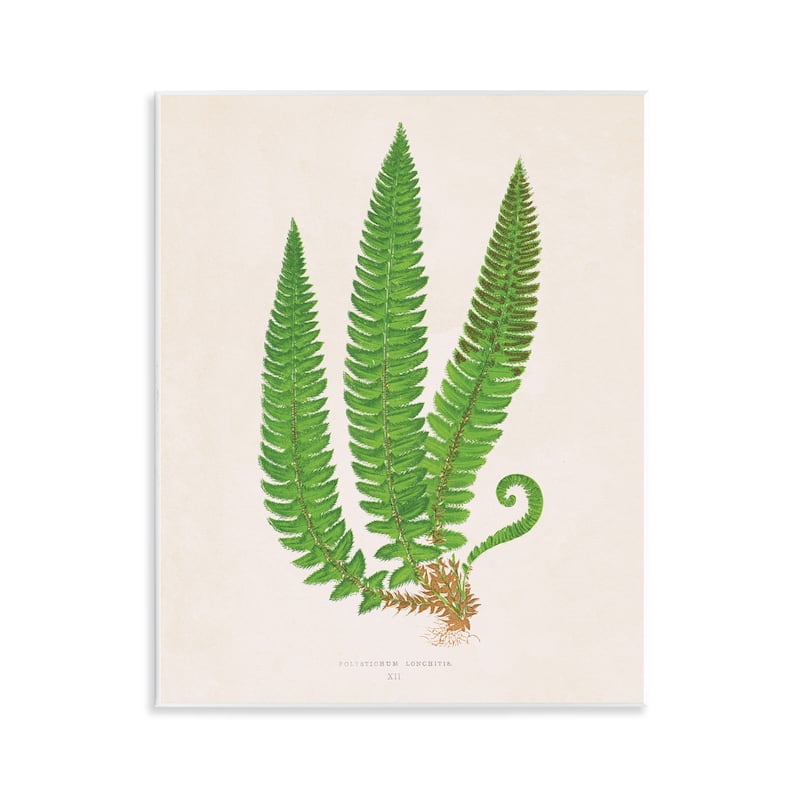 Stupell Natural Fern Branch Trio Wall Plaque Art Design By Phillipa Katz - 11 x 14