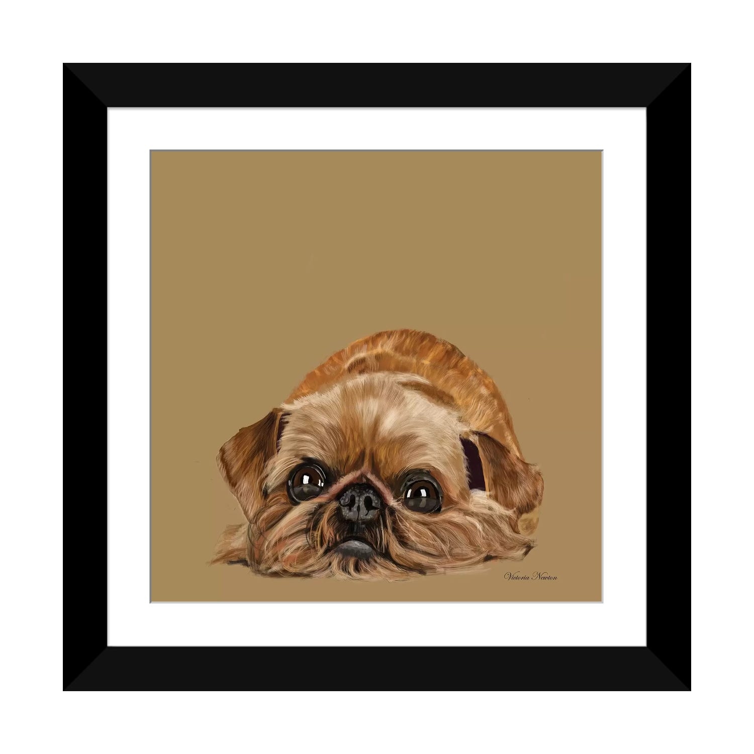 Newton the brussels sales griffon