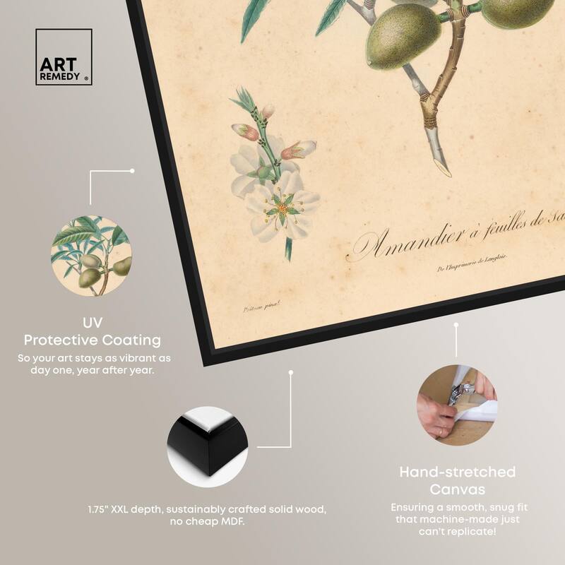 Almond of Georgia II Canvas by Art Remedy