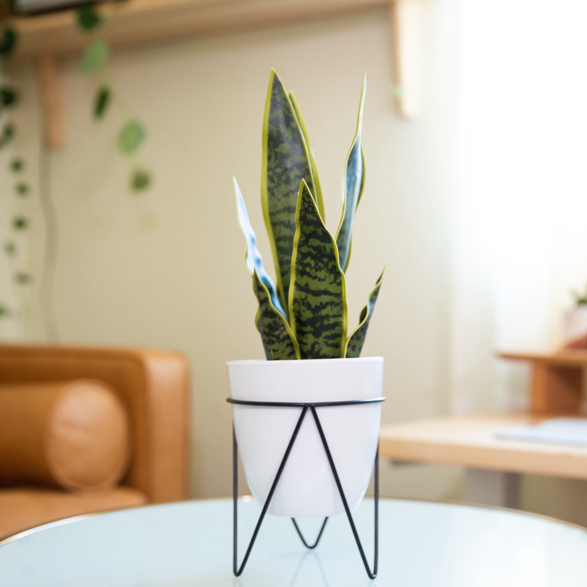 Faux Snake Plant in White Ceramic Pot with Metal Stand