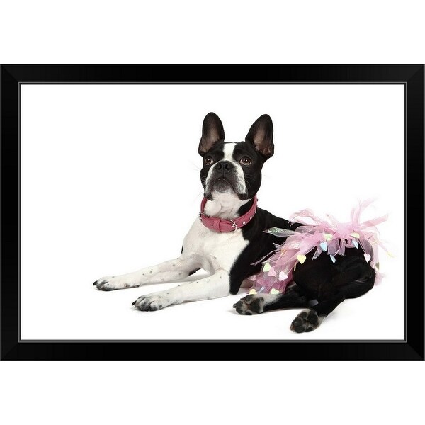 "Boston Terrier in a Tutu" Black Framed Print