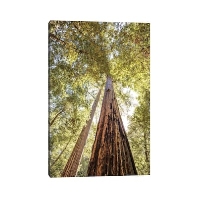 iCanvas "The Tallest Redwoods" by Joseph S. Giacalone Canvas Print