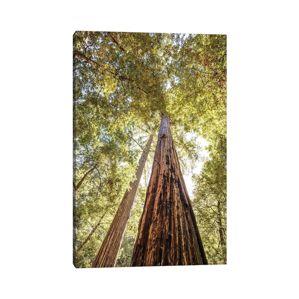 iCanvas "The Tallest Redwoods" by Joseph S. Giacalone Canvas Print