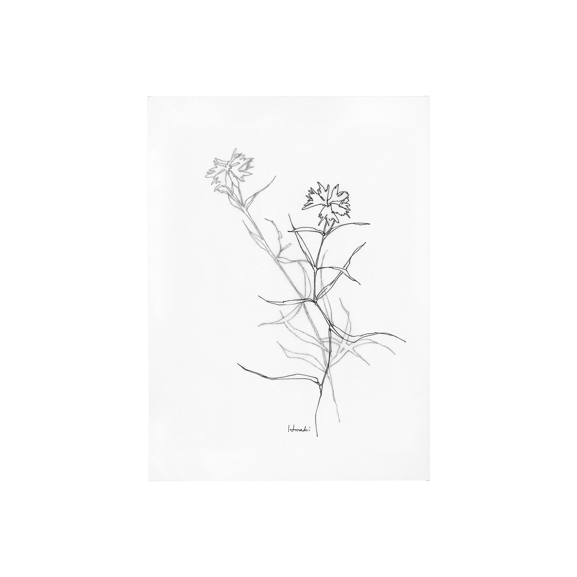 Mercana Arrangement II (30 x 40) Canvas Art Print