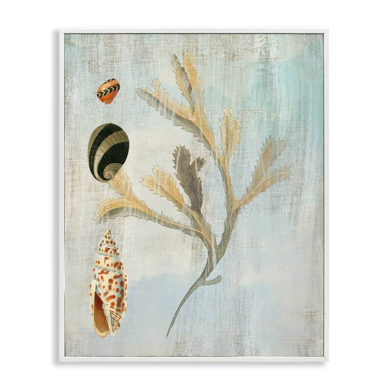 Stupell Mixed Seashells & Coral Framed Giclee Art Design By Susan Arnot - 11 x 14 - White