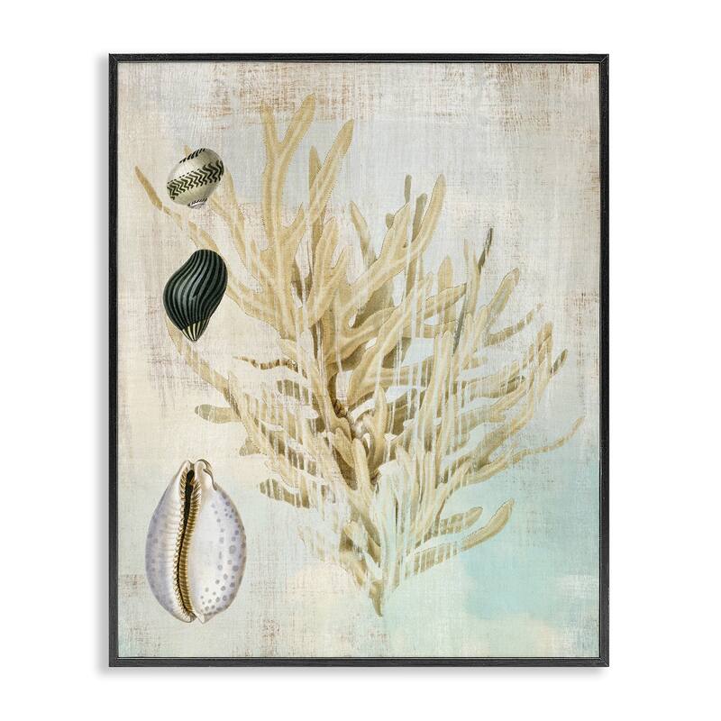 Stupell Coral Branch & Cowrie Shells Framed Giclee Art Design By Susan Arnot - 24 x 30 - Black