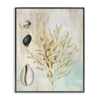 Stupell Coral Branch & Cowrie Shells Framed Giclee Art Design By Susan Arnot