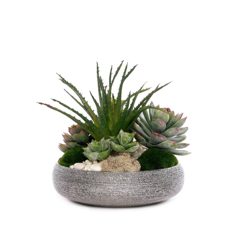 Succulent Arrangement with Pebbles and Moss in Silver Bowl