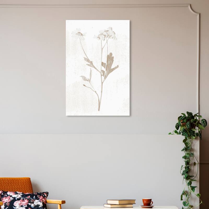 Wynwood Studio Canvas Floral and Botanical White Pressed Plant II White and Brown Modern & Contemporary Wall Art Canvas Print - 30 x 20