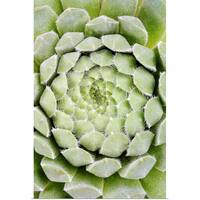 "Centre of unknown desert succulent plant, Grahamstown, Eastern Cape, South Africa" Poster Print