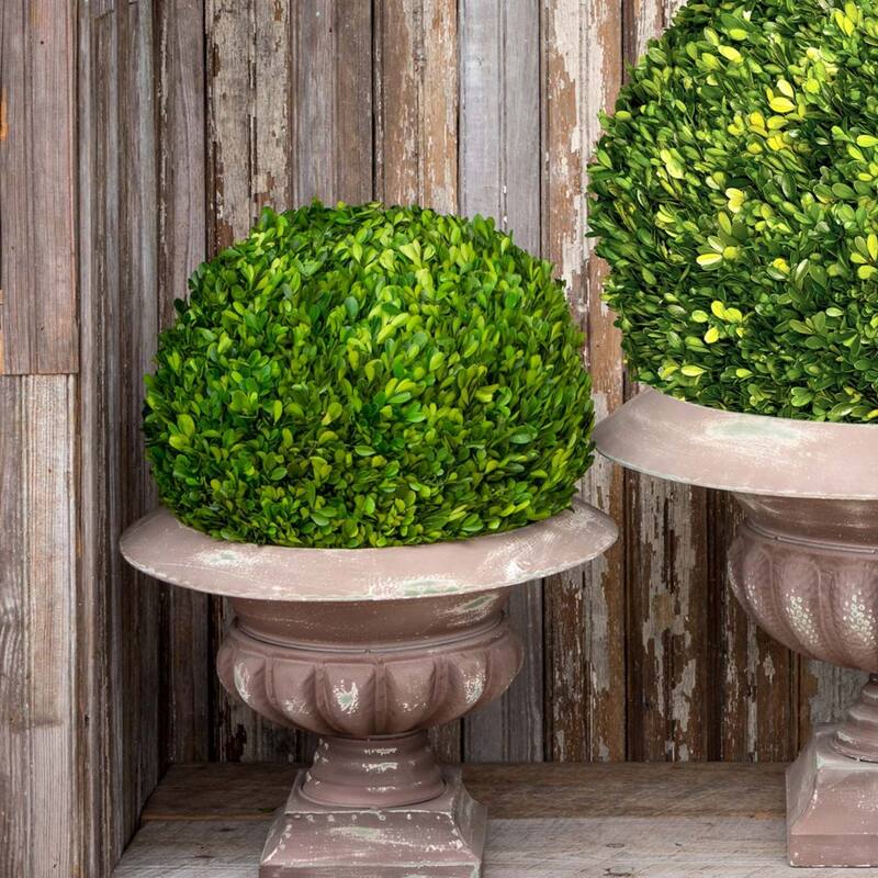 16 Inch Green Preserved Boxwood Ball for Home and Garden Decoration Indoor and Covered Outdoor - 16"L x 16"W x 16"H