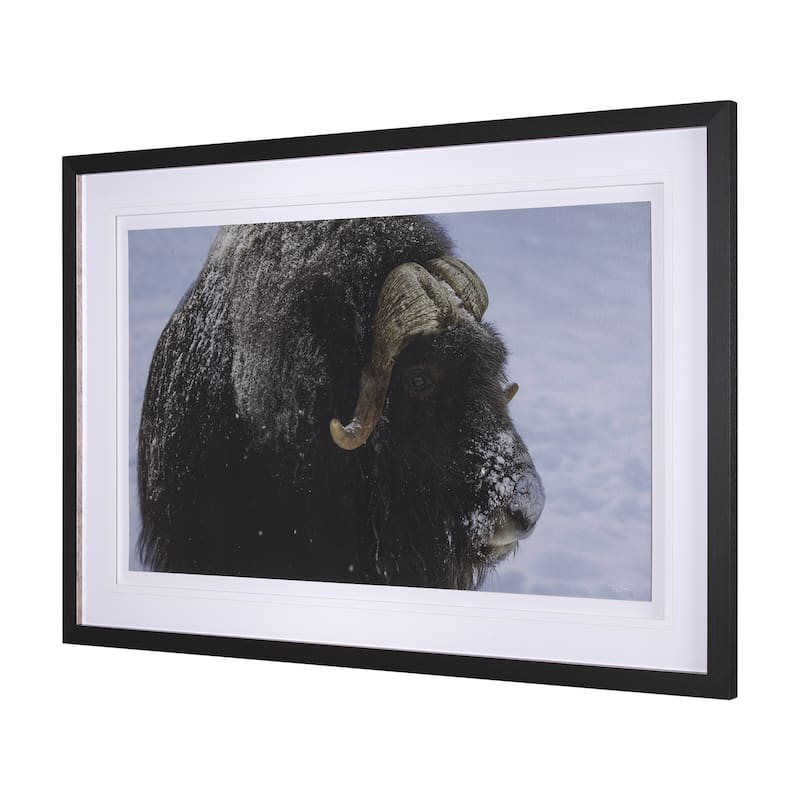 Muskox