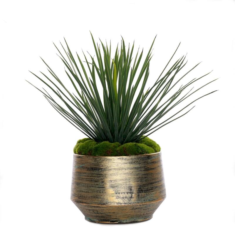 Whipple Yucca/Moss in Green Gold Metal Planter