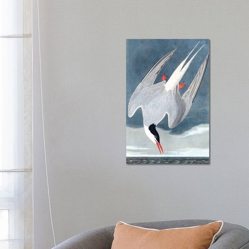 iCanvas "Arctic Tern, Sterna Paradisaea, from "The Birds of America", 1827-38 " by John James Audubon Canvas Print - 26x18x1.5