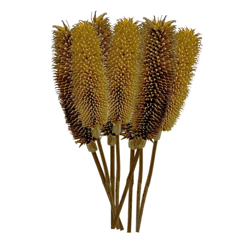 Bundle of 4 Dried Dipsacus Sativus, Teasel,20-24 inch long - 22-24 inch