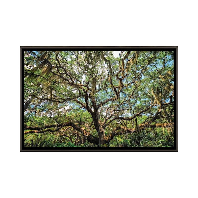 iCanvas "Live Oak Tree Canopy With Spanish Moss, Charleston, South Carolina" by George Oze Framed - Charcoal - 32x48