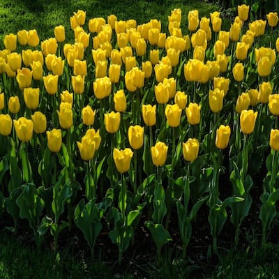 Giant Golden Sunny Yellow Tulip Flowers - 9 Bulbs - Spring Garden Blooming- Attracts Butterflies, Bees & Hummingbirds - 9 Bulbs