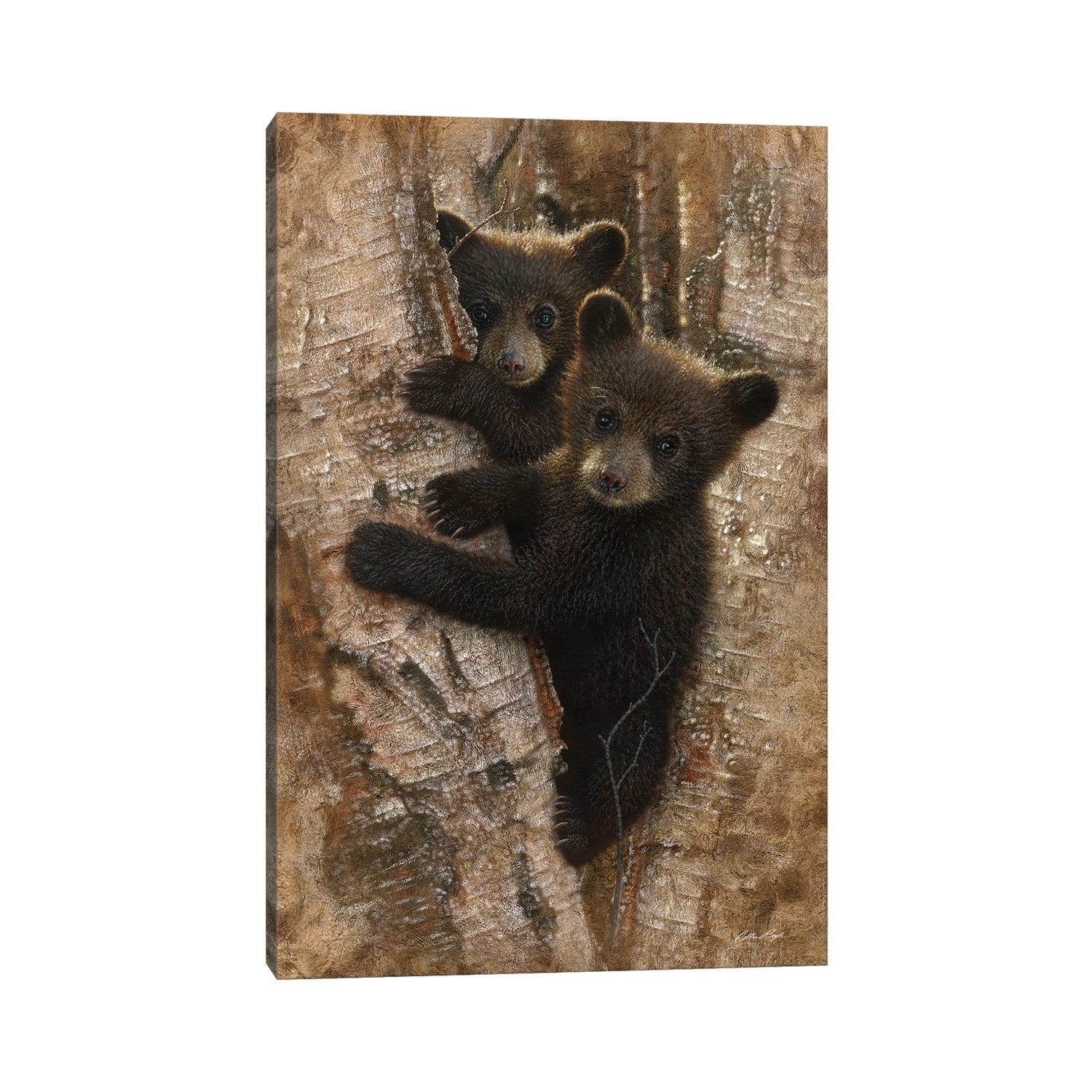 iCanvas "Curious Black Bear Cubs, Vertical" by Collin Bogle Canvas Print