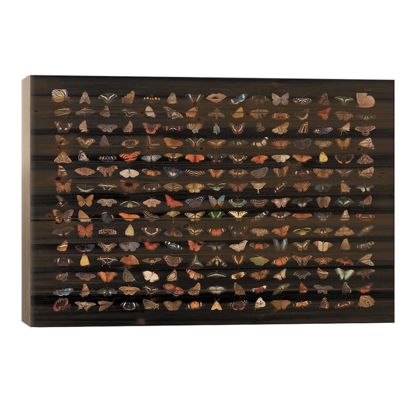 A Composite Of 225 Butterfly And Moth Species Print On Wood by Joel Sartore - Multi-Color - 18x26x1.5